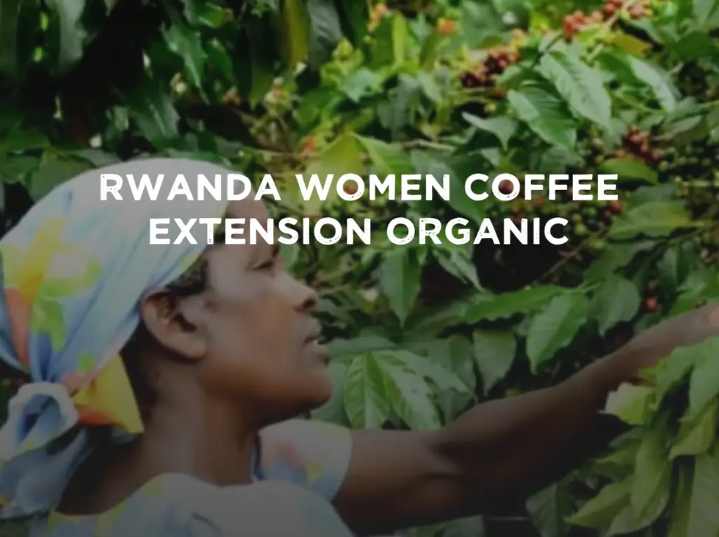 Kaffebønner dyrket af Rwanda Women Coffee Extension Organic